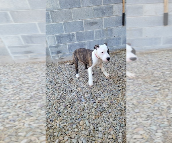 Medium Photo #7 American Pit Bull Terrier Puppy For Sale in BENTON, PA, USA