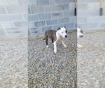 Small Photo #7 American Pit Bull Terrier Puppy For Sale in BENTON, PA, USA
