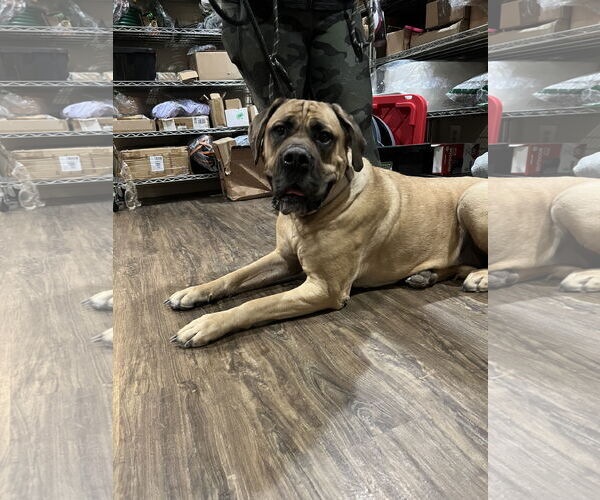 Medium Photo #2 Mutt Puppy For Sale in Goodyear, AZ, USA