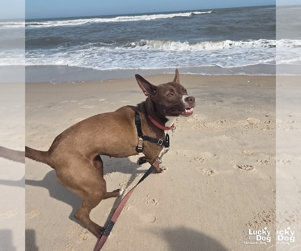 Medium Photo #13 Retriever -Unknown Mix Puppy For Sale in Washington, DC, USA