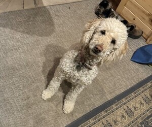 Mother of the Goldendoodle puppies born on 07/09/2025