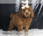 Puppy Sophie AKC Poodle (Toy)