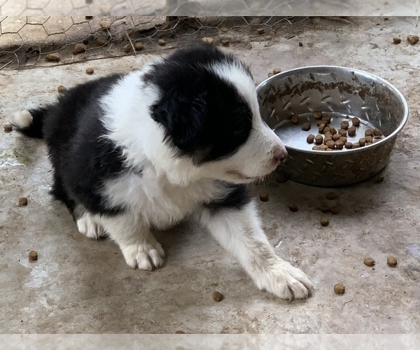 Medium Photo #2 Border Collie Puppy For Sale in BLANCO, TX, USA