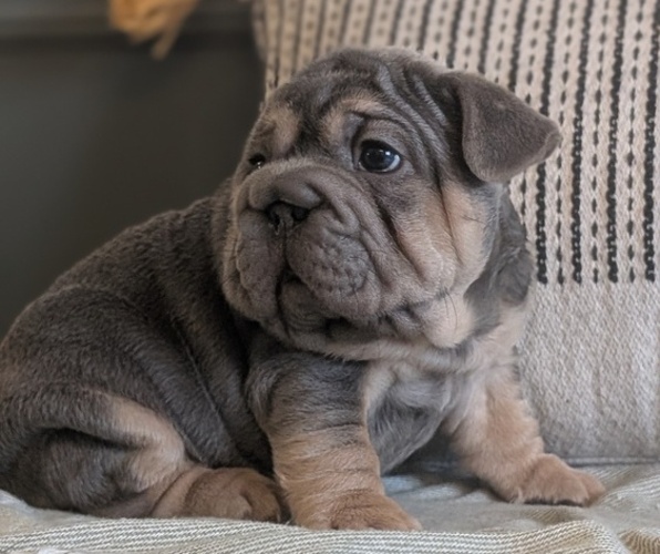 Medium Photo #40 French Bulldog Puppy For Sale in GOSHEN, IN, USA