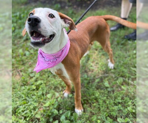 Medium Photo #1 American Pit Bull Terrier-Unknown Mix Puppy For Sale in Warrenton, VA, USA
