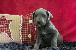 Great Dane Puppy for sale in CUYAHOGA FALLS, OH, USA