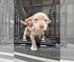 Mutt Dogs for adoption in San Antonio, TX, USA