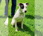 Small #2 Great Dane-Pointer Mix