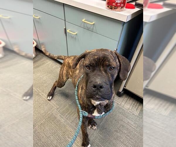 Medium Photo #1 Mastiff Puppy For Sale in Peoria, IL, USA