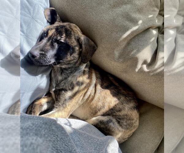 Medium Photo #7 German Shepherd Dog-Unknown Mix Puppy For Sale in Incline Village, NV, USA