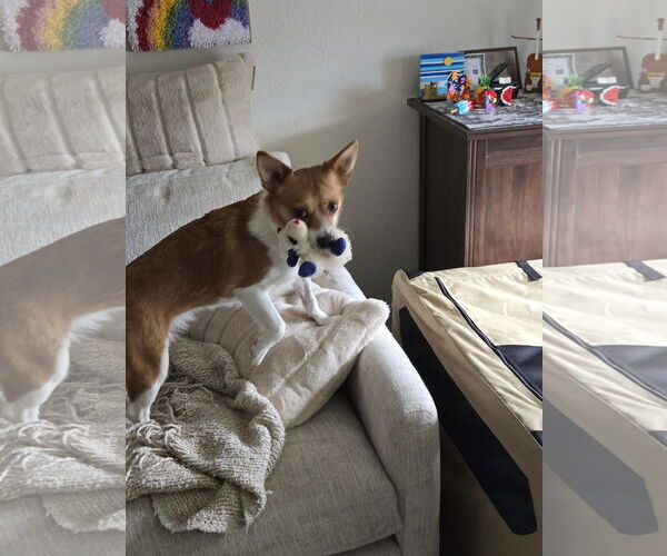 Medium Photo #3 Chihuahua-Unknown Mix Puppy For Sale in Denver , CO, USA