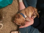 Small Photo #1 Cock-A-Poo Puppy For Sale in BRIAROAKS, TX, USA