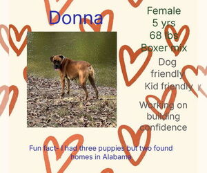 Boxer-Unknown Mix Dogs for adoption in New Oxford , PA, USA