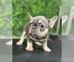 Small Photo #14 French Bulldog Puppy For Sale in PORTLAND, OR, USA