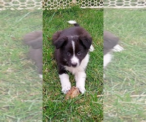 Border Collie Puppy for sale in ROSELAND, VA, USA