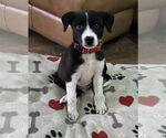 Small #8 Mutt