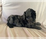 Small #5 Poodle (Standard)