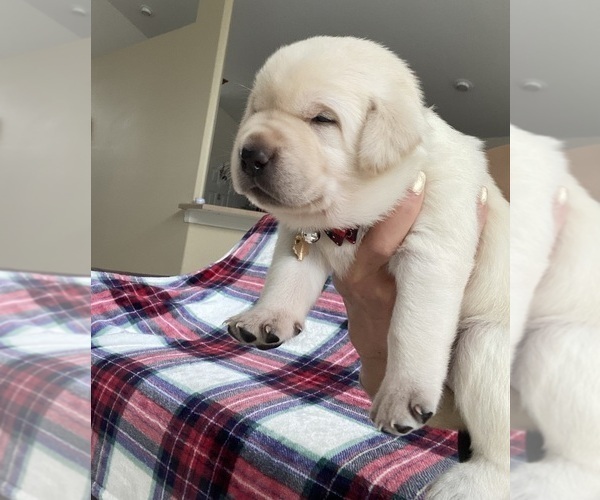 Medium Photo #9 Labrador Retriever Puppy For Sale in PALM COAST, FL, USA