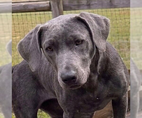 Medium Photo #1 Mutt Puppy For Sale in Canton, CT, USA