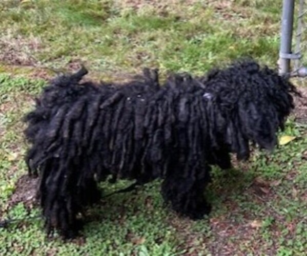 Medium Photo #1 Puli Puppy For Sale in CENTRALIA, WA, USA