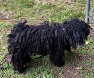 Mother of the Puli puppies born on 02/06/2026