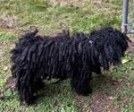 Small Photo #1 Puli Puppy For Sale in CENTRALIA, WA, USA