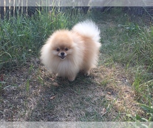 Father of the Pomeranian puppies born on 10/04/2019