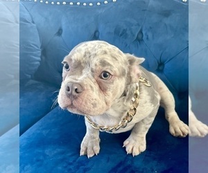 French Bulldog Puppy for Sale in SARATOGA, California USA
