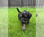 Small #7 Bernedoodle (Miniature)