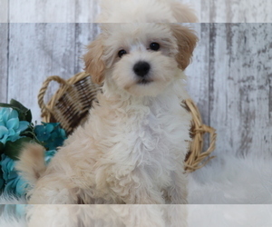 Maltipoo Puppy for sale in SHILOH, OH, USA