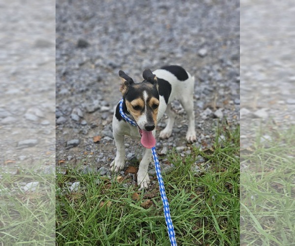 Medium Photo #8 Dachshund-Jack Russell Terrier Mix Puppy For Sale in Wakefield, RI, USA