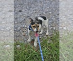 Small #7 Dachshund-Jack Russell Terrier Mix