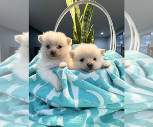 Pomeranian Puppy for Sale in CHICAGO, Illinois USA