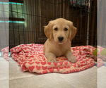 Small Photo #9 Golden Retriever Puppy For Sale in LOS ANGELES, CA, USA