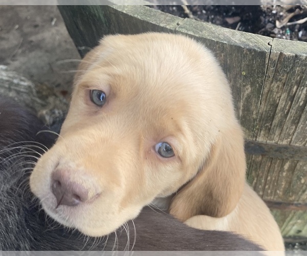 Medium Photo #11 Labrador Retriever Puppy For Sale in MANSFIELD, MO, USA