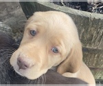 Small Photo #11 Labrador Retriever Puppy For Sale in MANSFIELD, MO, USA