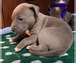 Puppy Puppy 7 American Pit Bull Terrier