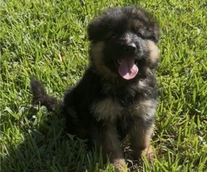 German Shepherd Dog Puppy for sale in PAHOKEE, FL, USA
