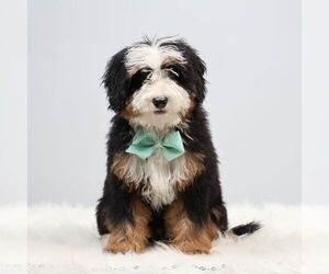 Bernedoodle (Miniature) Puppy for sale in LIVINGSTON, WI, USA