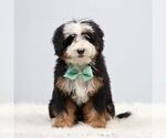 Small Bernedoodle (Miniature)