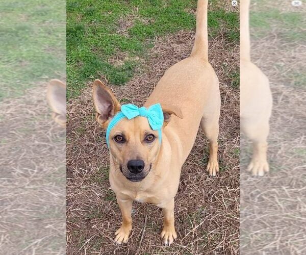 Medium Photo #3 Black Mouth Cur-Unknown Mix Puppy For Sale in Okolona, MS, USA