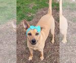 Small #2 Black Mouth Cur Mix