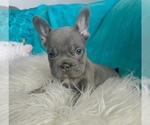 Small #4 French Bulldog