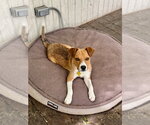 Small #2 Mutt