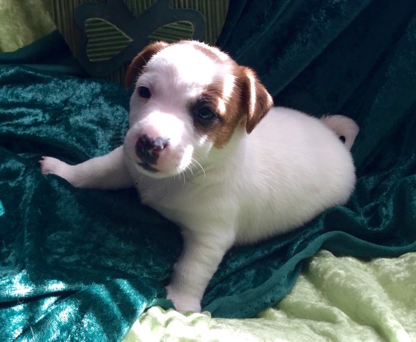 Medium Photo #1 Jack Russell Terrier Puppy For Sale in NORTH ANDOVER, MA, USA