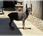 Small #3 Doberman Pinscher