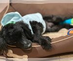 Small Photo #3 Poodle (Miniature)-Unknown Mix Puppy For Sale in New York, NY, USA