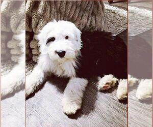 Mother of the Bernedoodle-Sheepadoodle Mix puppies born on 04/13/2023
