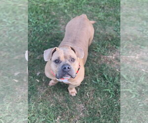 American Pit Bull Terrier-Unknown Mix Dogs for adoption in Oakhurst, NJ, USA