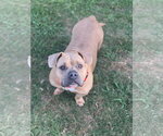 Maci- low rider love - Female American Pit Bull Terrier-Unknown Mix Dog for Adoption - Small photo